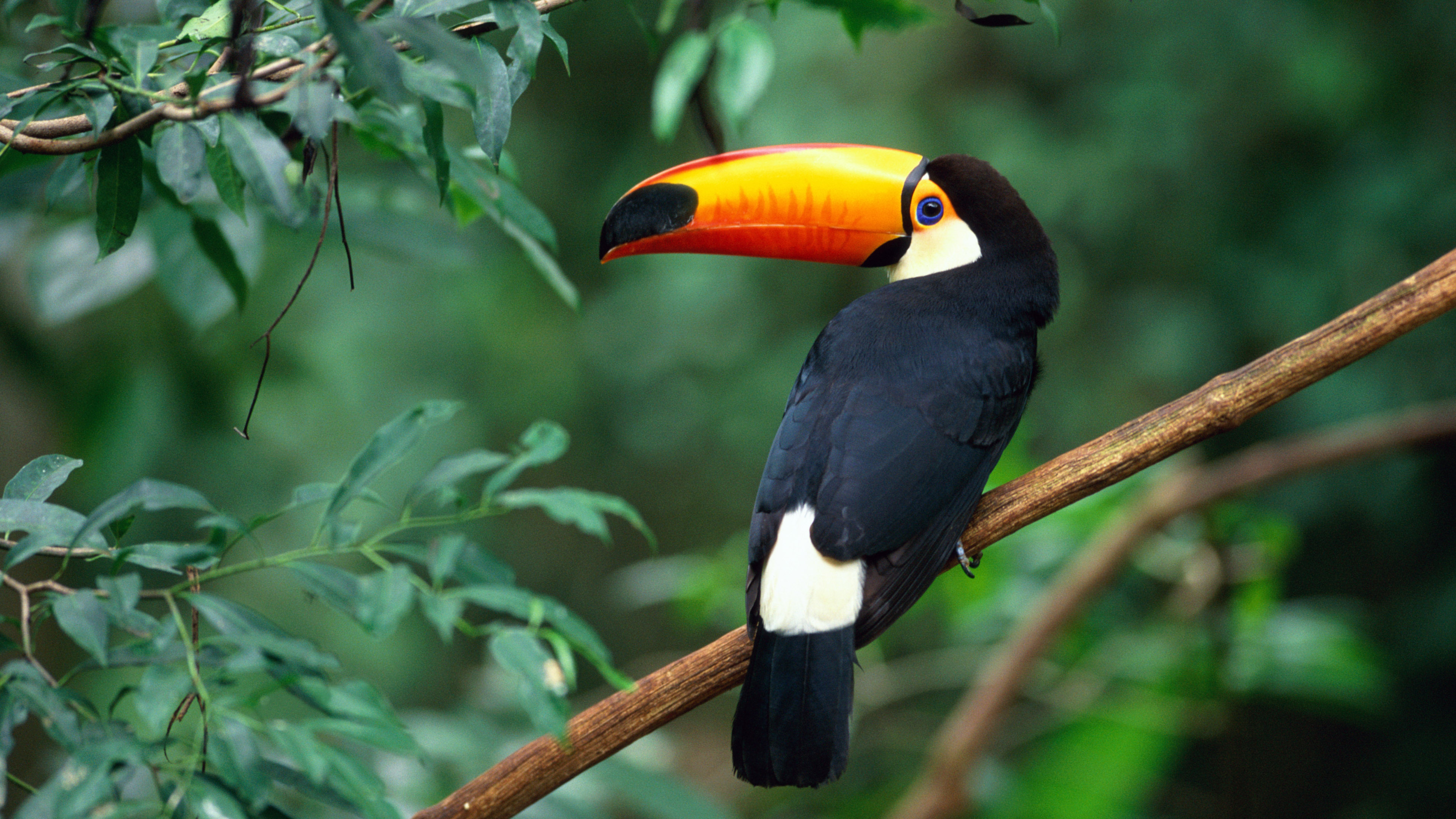 Belated Happy chinese new year