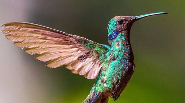 Endemic hummingbirds of Peru