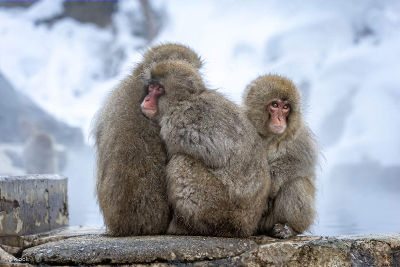 MONKEY